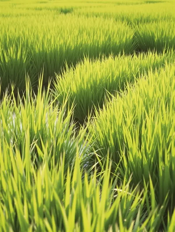 风吹过稻田封面